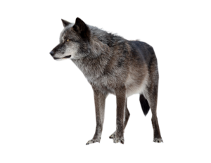 Wolf PNG-23211